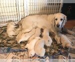 Small Photo #13 English Cream Golden Retriever Puppy For Sale in NEWVILLE, PA, USA