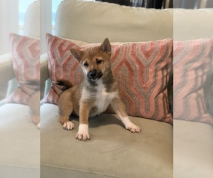 Shiba Inu Puppy for sale in SYLMAR, CA, USA