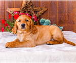 Small Photo #30 Golden Retriever Puppy For Sale in WAKARUSA, IN, USA