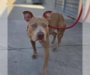 Mutt Dogs for adoption in Las Vegas, NV, USA