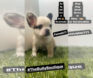 French Bulldog Puppy for sale in PORT SAINT LUCIE, FL, USA