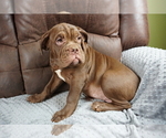 Small Photo #7 Olde English Bulldogge Puppy For Sale in MURRAY, KY, USA