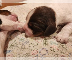 English Springer Spaniel Puppy for sale in WEST FULTON, NY, USA