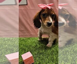 Dachshund Puppy for sale in STUART, FL, USA