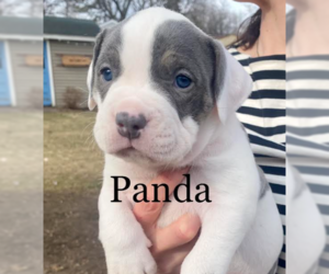 Bulldog-Unknown Mix Dogs for adoption in Brooklyn Center, MN, USA