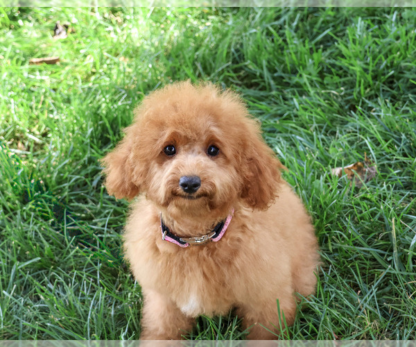 Medium Photo #5 Cavapoo (Miniature) Puppy For Sale in SYRACUSE, IN, USA