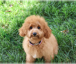 Chanel - Female Cavapoo (Miniature) Puppy for Sale - Photo #5