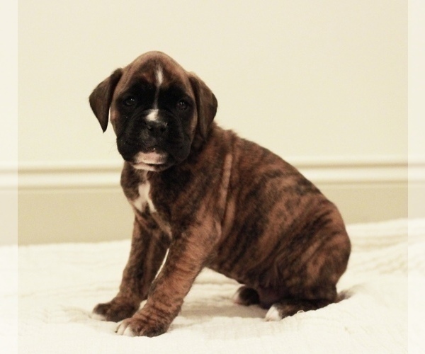 Medium Photo #1 Boxer Puppy For Sale in DENVER, PA, USA