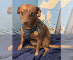 Small #1 Dachshund Mix