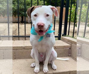 Josh - Male American Pit Bull Terrier-Unknown Mix Dog for Adoption - Photo #5