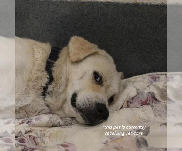 Medium Photo #1 Labrador Retriever-Unknown Mix Puppy For Sale in San Antonio, TX, USA