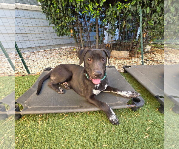 Medium Photo #9 German Shorthaired Lab Puppy For Sale in Woodland Hills, CA, USA