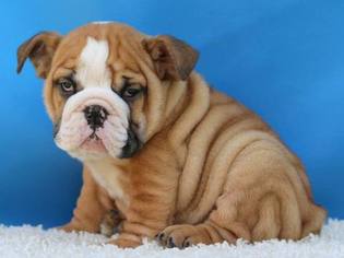 Bulldog Puppy for sale in HARRISBURG, PA, USA