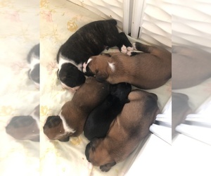 Boxer Puppy for sale in MEADOWVIEW, VA, USA