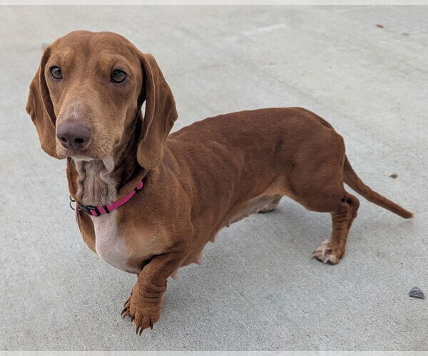 Medium Photo #5 Dachshund Puppy For Sale in Shelbyville, TN, USA