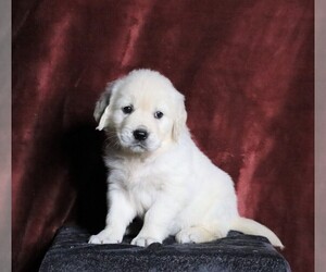 English Cream Golden Retriever Puppy for sale in FREDERICKSBG, OH, USA