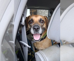 Zeara (and Cooper) - Male Labrador Retriever-Unknown Mix Dog for Adoption - Photo #8