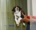 Small Photo #29 Presa Canario Puppy For Sale in PHILADELPHIA, PA, USA