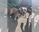 Small #2 Bulldog Mix