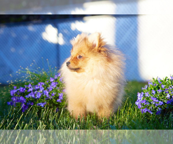 Medium Photo #6 Pomeranian Puppy For Sale in WOOD DALE, IL, USA