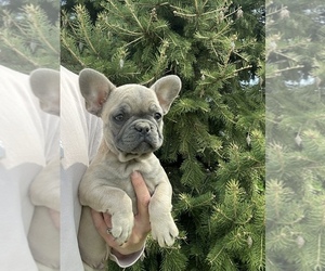 French Bulldog Puppy for sale in MIDDLEBURY, IN, USA