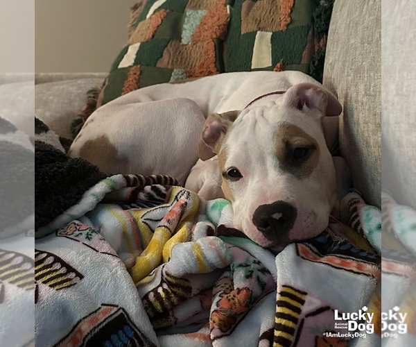 Medium Photo #2 American Pit Bull Terrier-Unknown Mix Puppy For Sale in Washington, DC, USA
