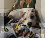 Small #1 American Pit Bull Terrier Mix