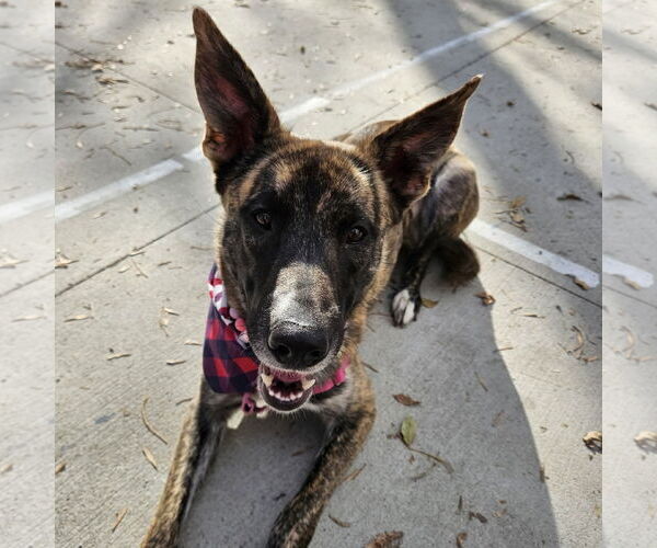 Medium Photo #5 Catahoula Leopard Dog-Unknown Mix Puppy For Sale in Fargo, ND, USA