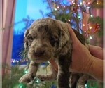Small Photo #3 Labradoodle Puppy For Sale in SALT LAKE CITY, UT, USA