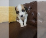 Small #4 Saint Bernard