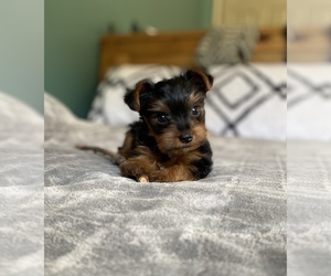 Yorkshire Terrier Puppy for sale in SPRING GROVE, PA, USA