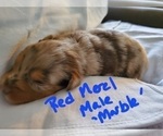 Small Photo #2 Australian Shepherd Puppy For Sale in RAYMORE, MO, USA