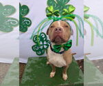 Small #9 American Pit Bull Terrier-American Staffordshire Terrier Mix