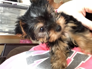 Yorkshire Terrier Puppy for sale in MALVERN, OH, USA