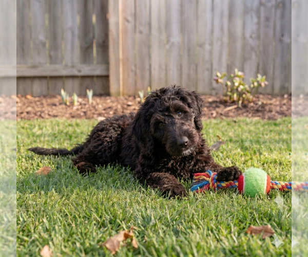 Medium Photo #3 Poodle (Miniature)-Wheaten Terrier Mix Puppy For Sale in Grovertown, IN, USA
