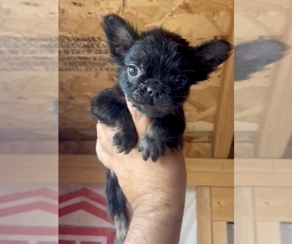 Medium Photo #2 French Bulldog Puppy For Sale in HARTFORD, CT, USA