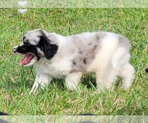 Aussiedoodle Puppy for sale in BOLCKOW, MO, USA