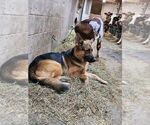 Small Photo #65 German Shepherd Dog Puppy For Sale in LA FAYETTE, NY, USA