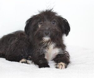 Miniature Schnauzer-Unknown Mix Dogs for adoption in Oroville, CA, USA