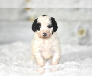 Bernedoodle (Miniature) Puppy for sale in COCHRANTON, PA, USA