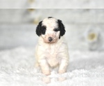 Small Photo #1 Bernedoodle (Miniature) Puppy For Sale in COCHRANTON, PA, USA