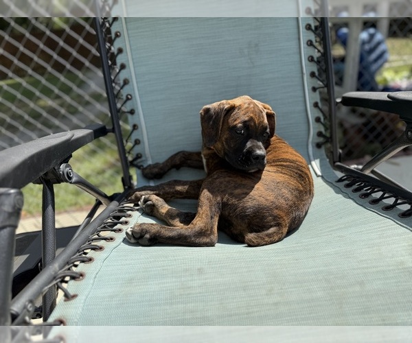 Medium Photo #4 Boxer Puppy For Sale in WEST COLUMBIA, SC, USA