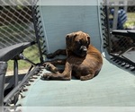 Small #3 Boxer