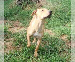 Mutt Dogs for adoption in Abbeville, LA, USA