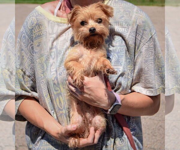 Medium Photo #3 Mutt Puppy For Sale in Huntley, IL, USA