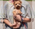 Small #2 Mutt