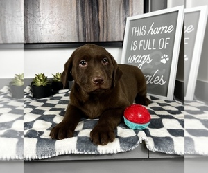 Labrador Retriever Puppy for sale in FRANKLIN, IN, USA