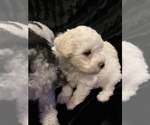 Small #3 Maltipoo