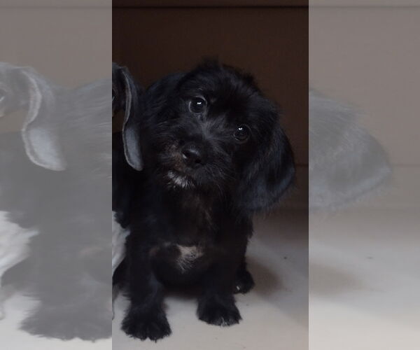Medium Photo #2 Dachshund Puppy For Sale in Sioux Falls, SD, USA
