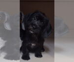 Small #1 Dachshund